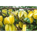 High Quality Fresh Sweet Natural Carambola Starfruit